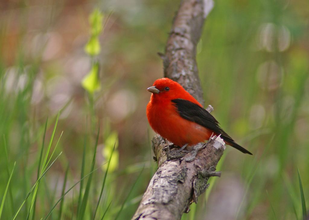 Scarlet tanager