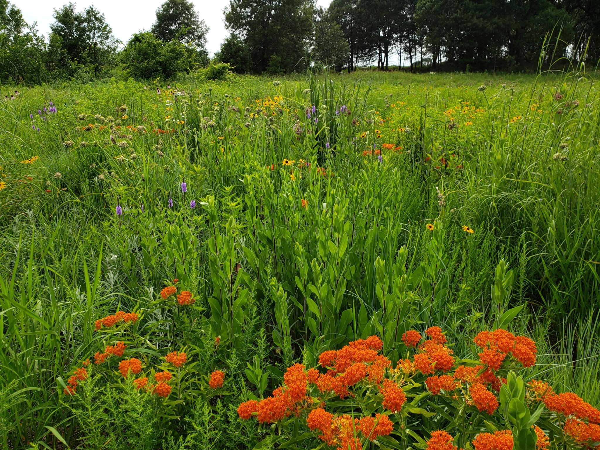 Butterflyweed at Holland Sand Prairie