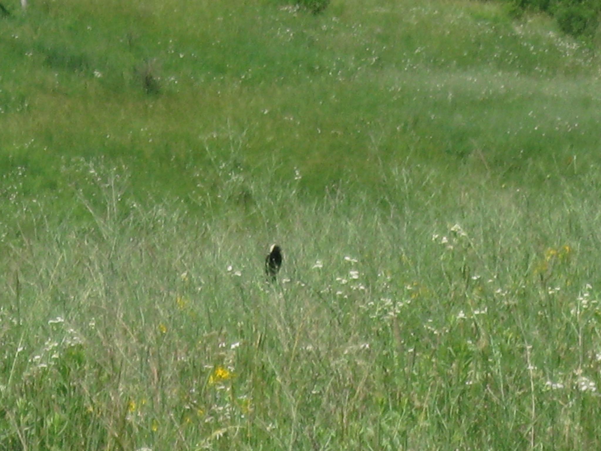 Bobolink at Borah Creek Prairie