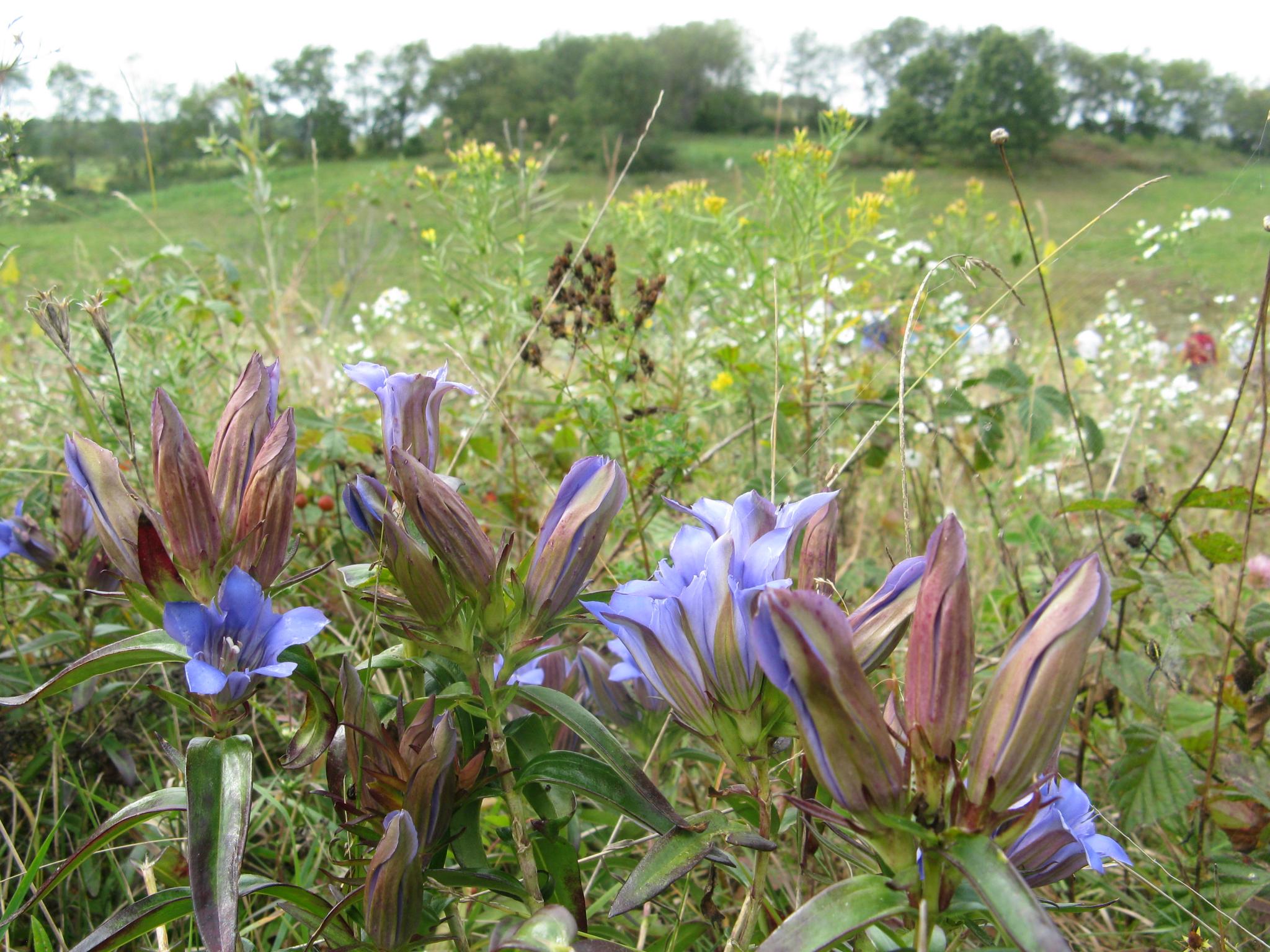 Wildflowers at Borah Creek Prairie