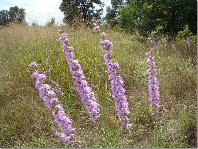 Holland Sand Prairie in Bloom