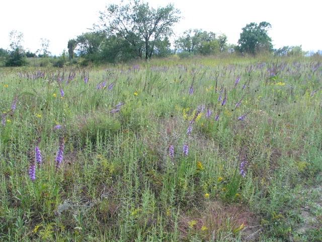 Wildflowers at Holland Sand Prairie