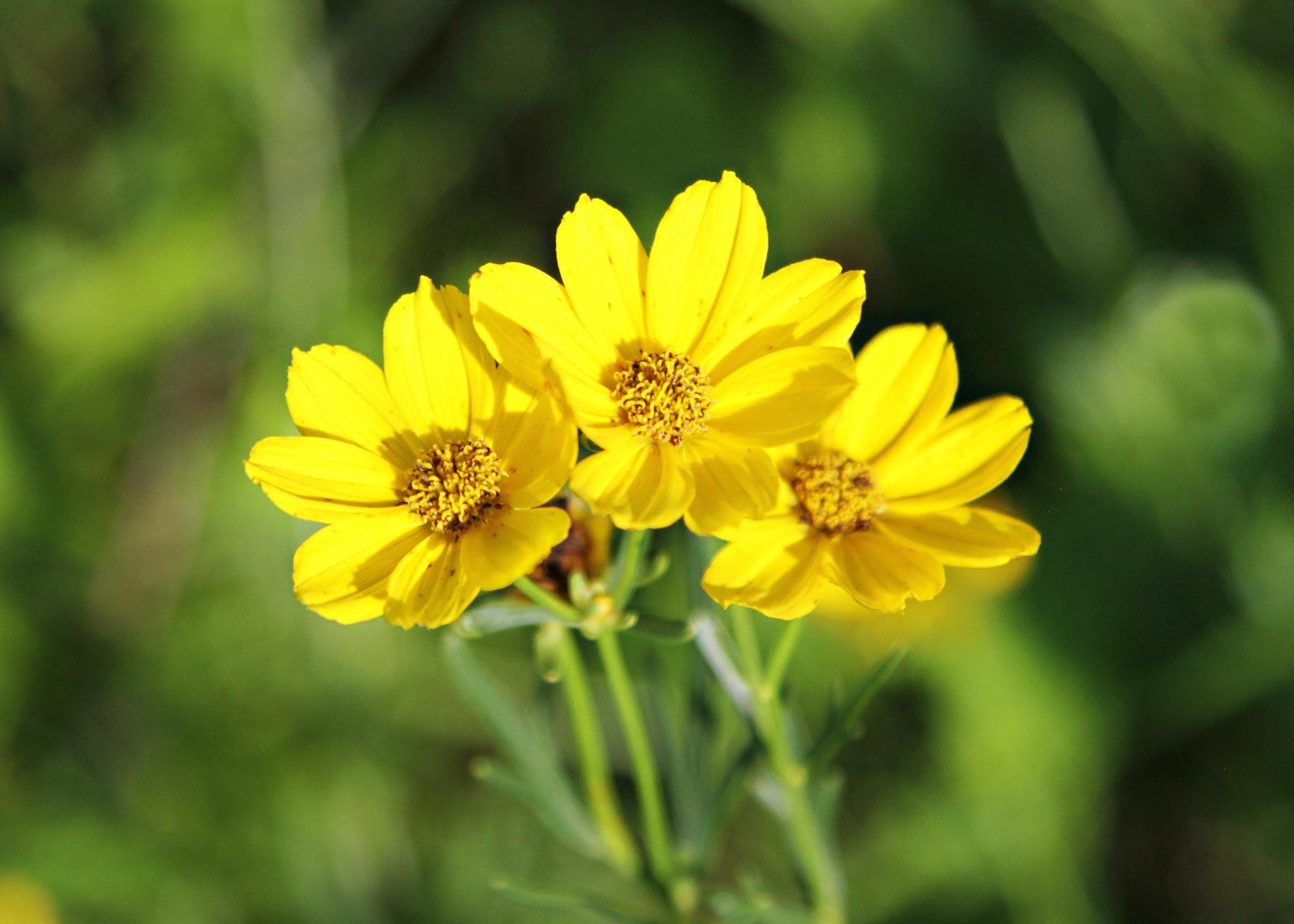Prairie coreopsis