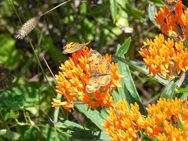 Butterfly Weed