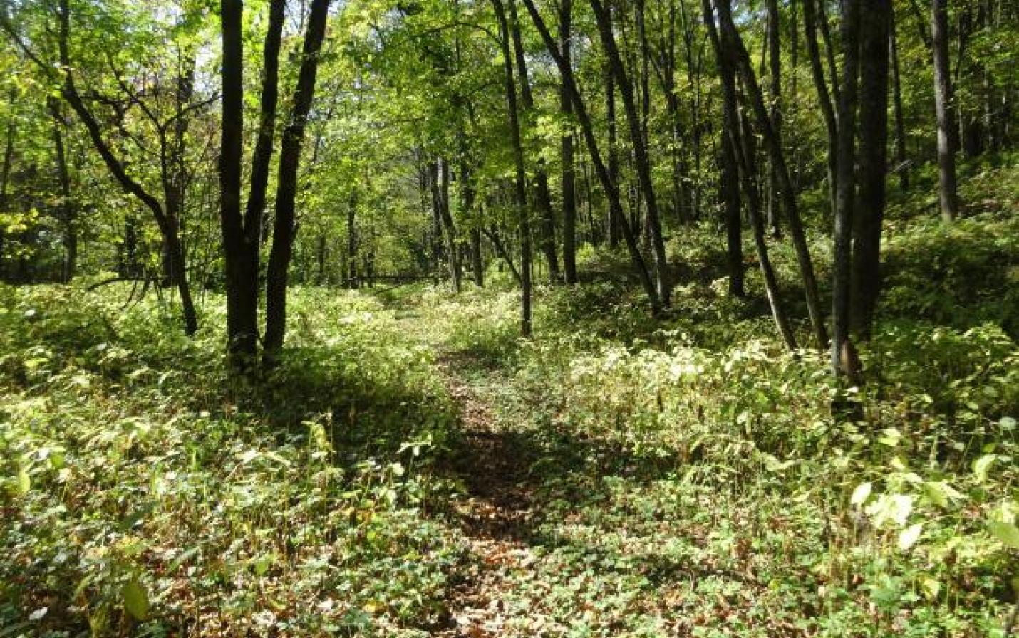 Trail at Romance Woods