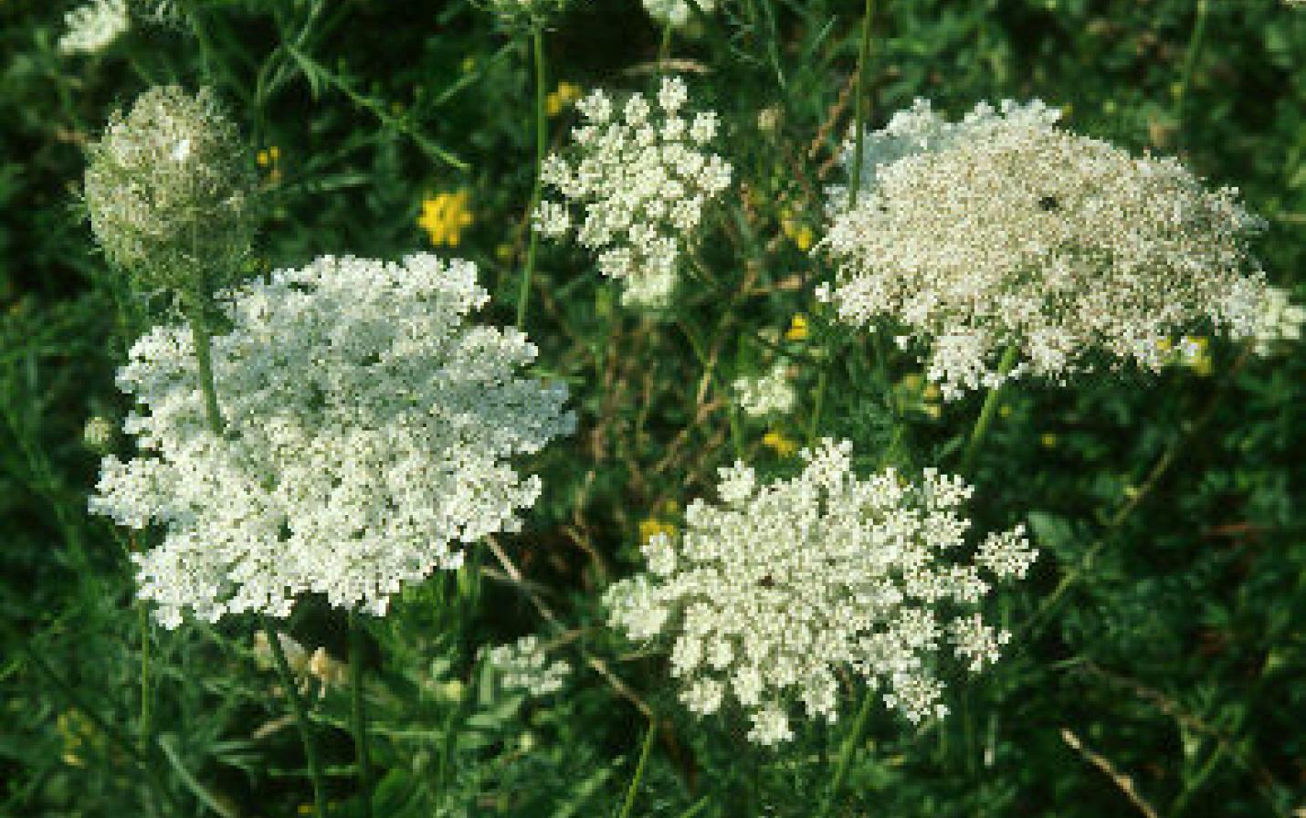 Wisconsin Wildflower, Queen Anne's Lace