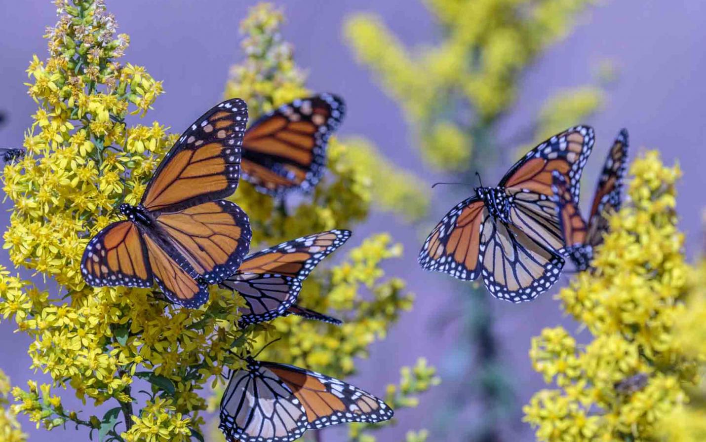 lineage w monarch lineage w monarch