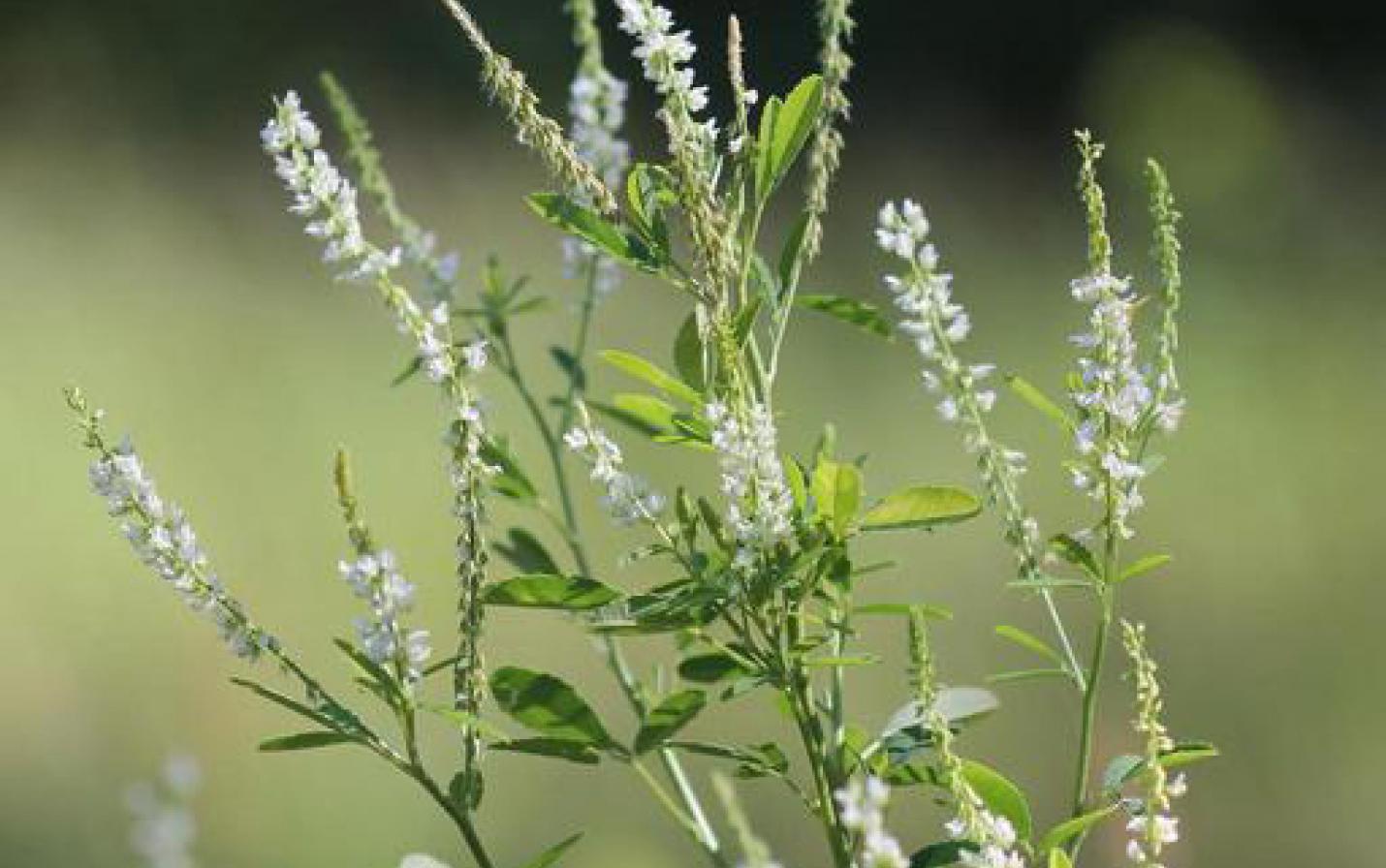 flowering sweet clover – an invasive specie