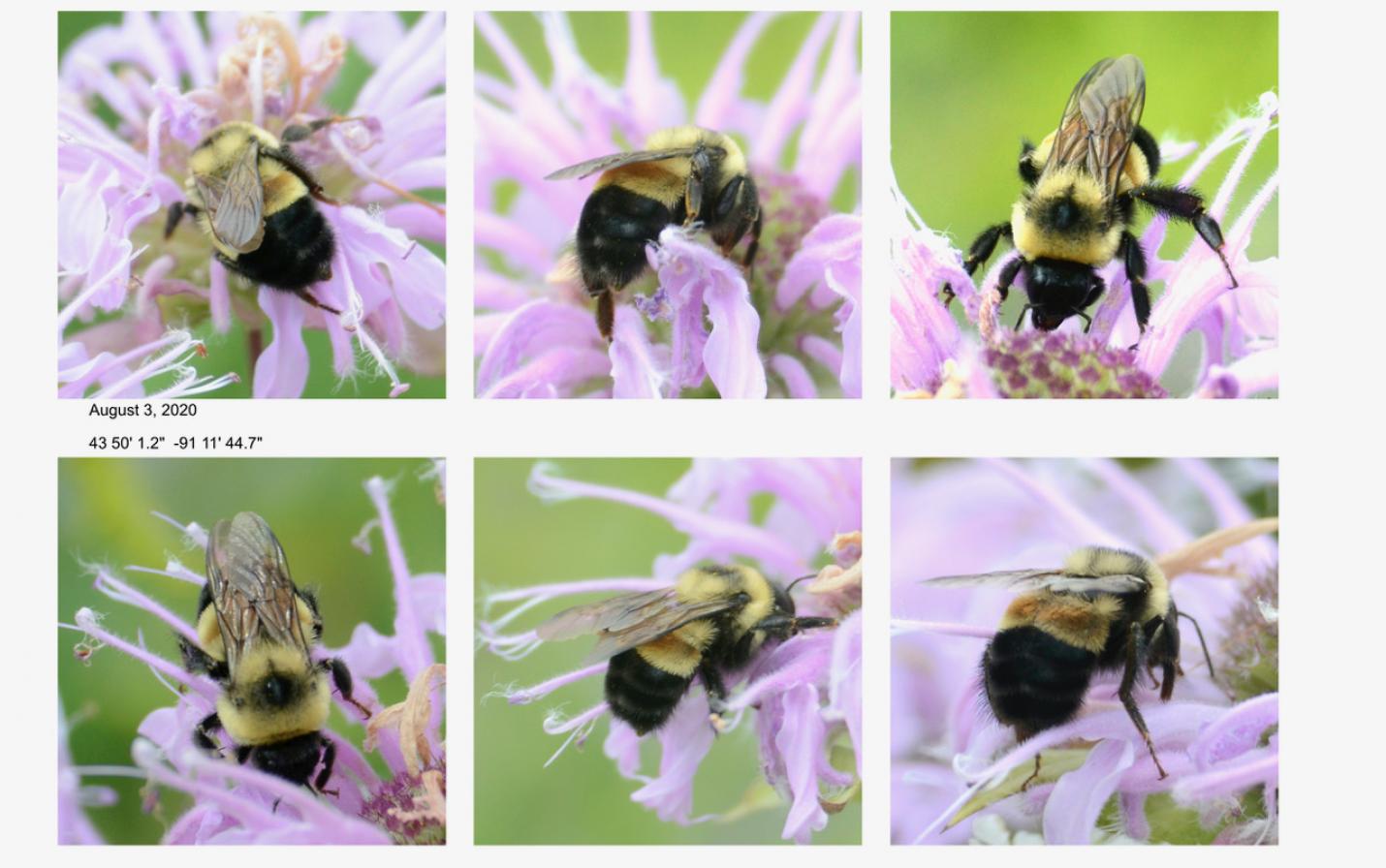images of rusty patched bumblebees