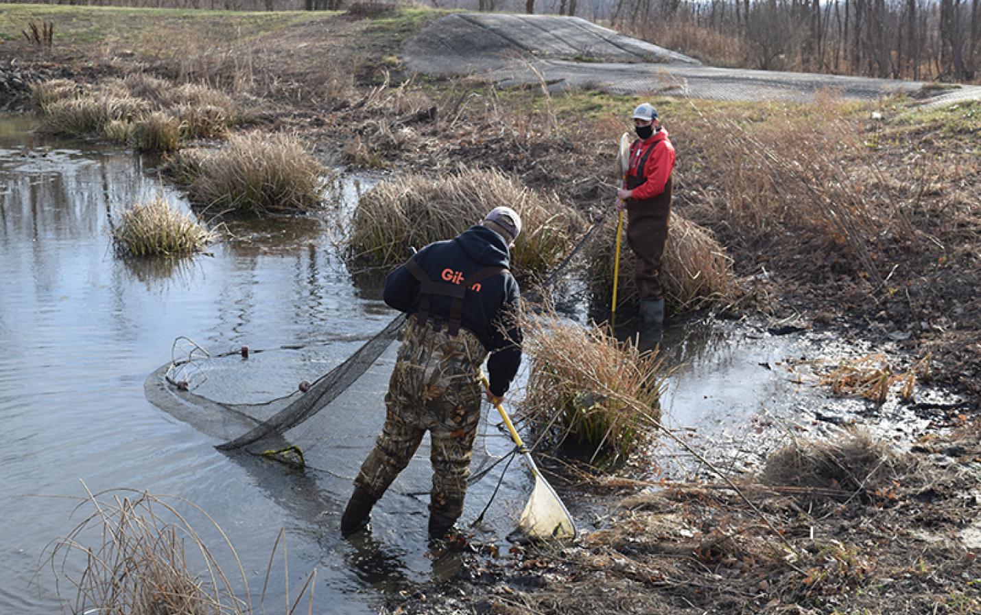 Removing goldfish from pond