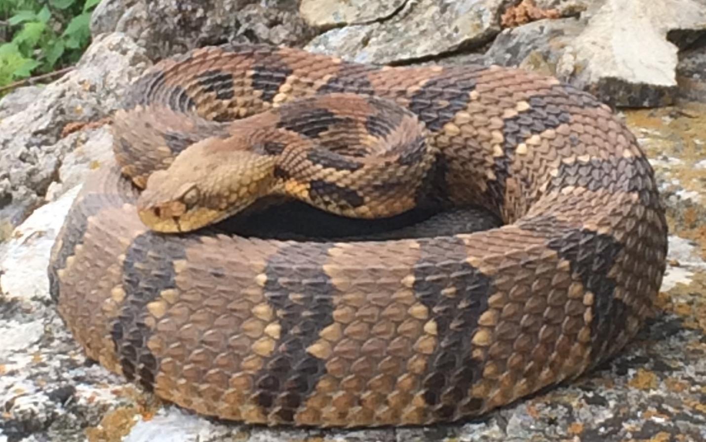 Timber Rattlesnake