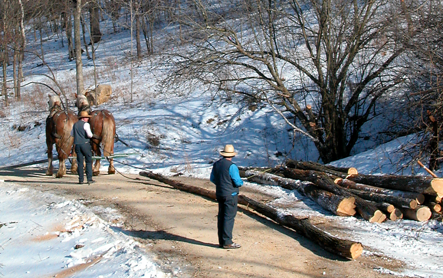 Picture of logging with horses