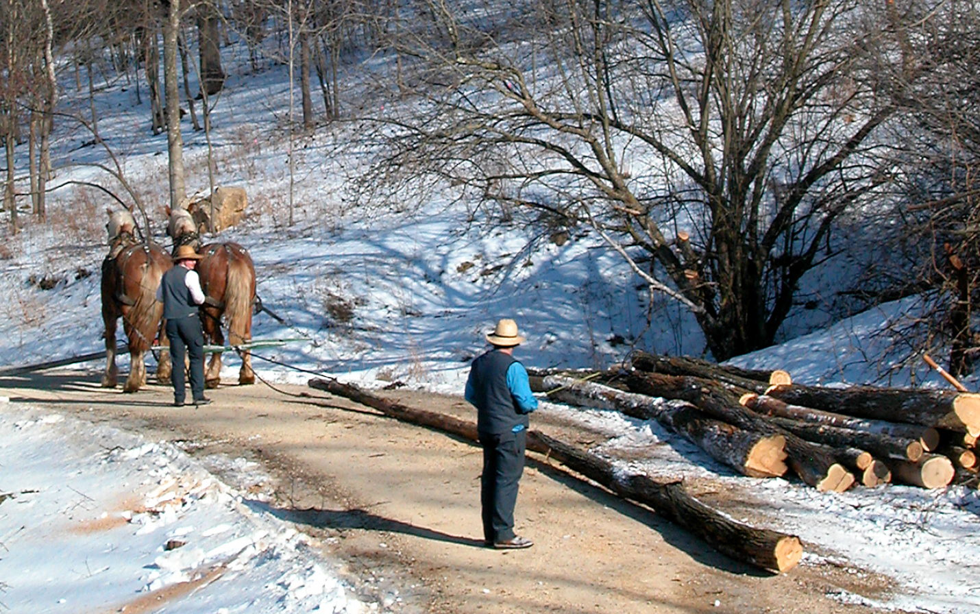 Picture of logging with horses 