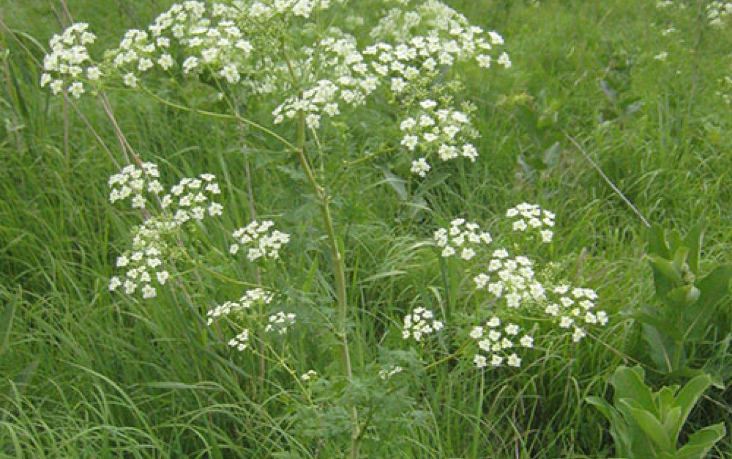 poison hemlock photo by Bill Schuna