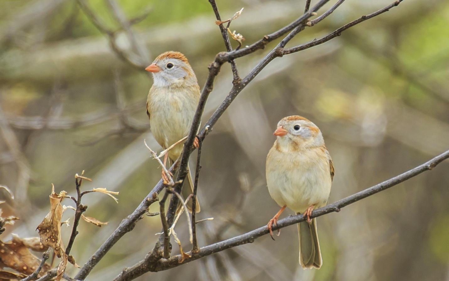 field sparrows at Plum Creek Conservation Area