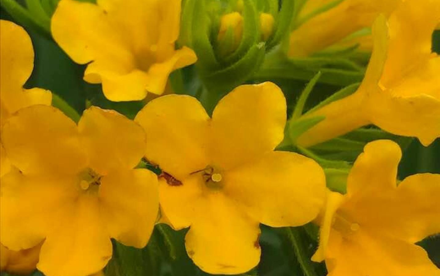 Hoary Puccoon