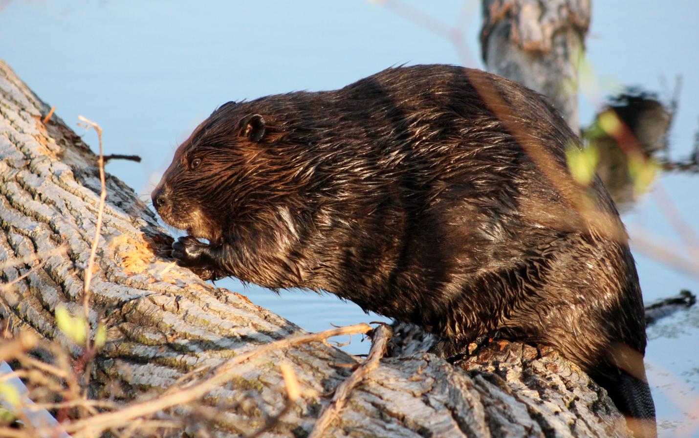 Beaver chewing on log by Amy Vach