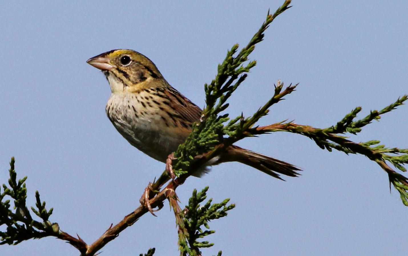 Henslow's sparrow by Gwyn Calvetti