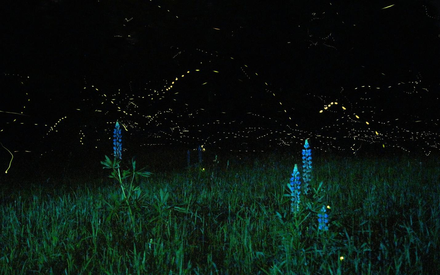 fireflies
