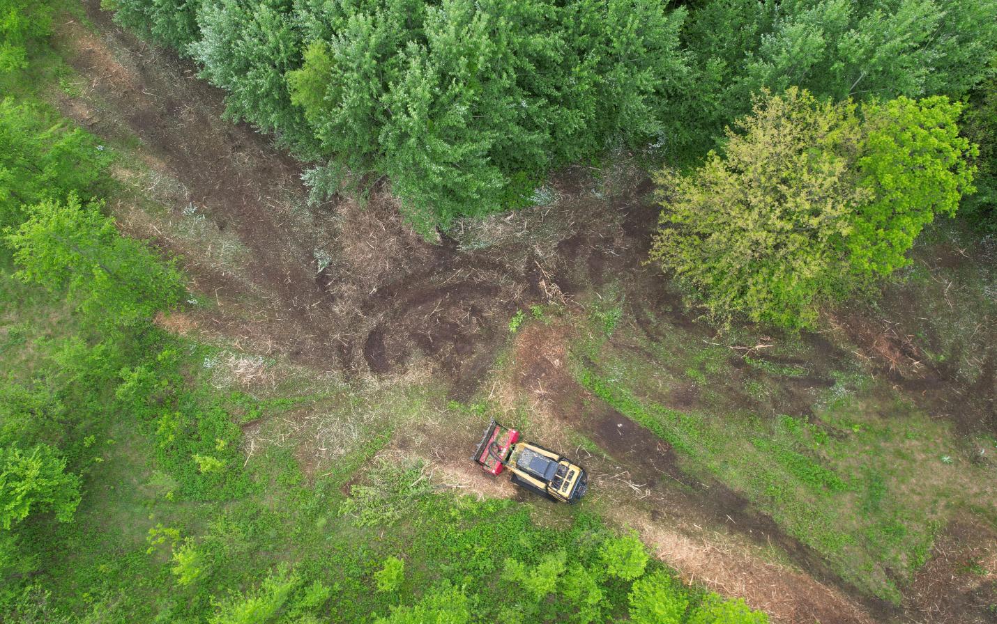 clearing invasive trees and shrubs