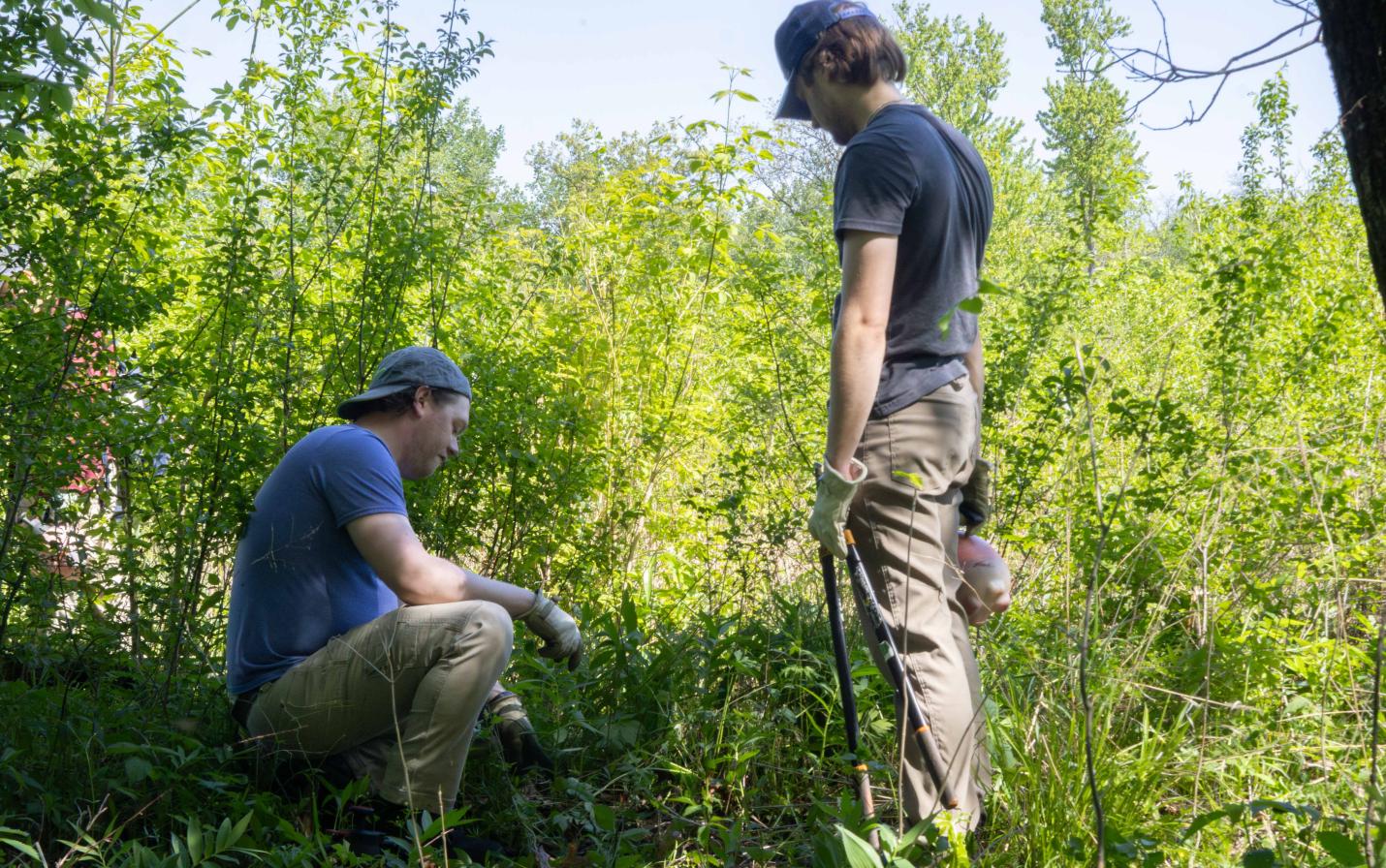 invasives day
