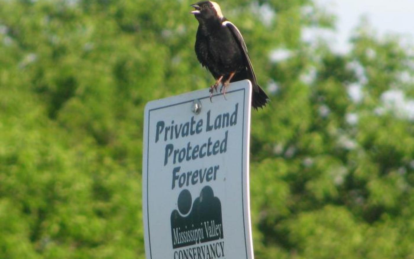 Bobolink perched on a protected land sign