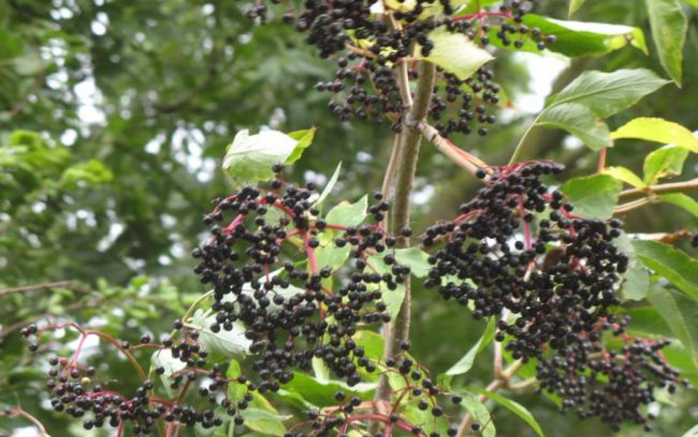 Photo of elderberries