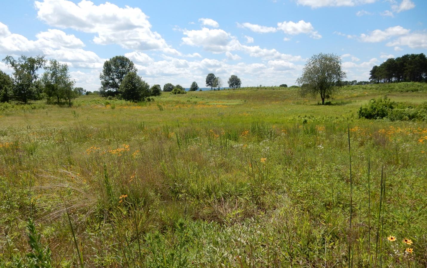 Holland Sand Prairie