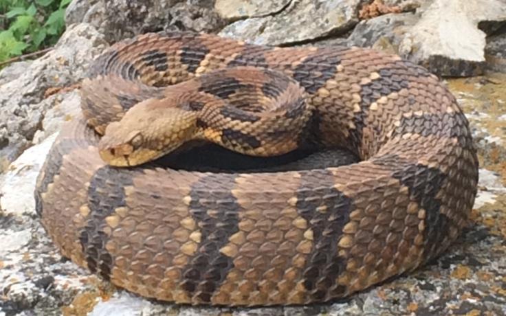 Timber Rattlesnake 