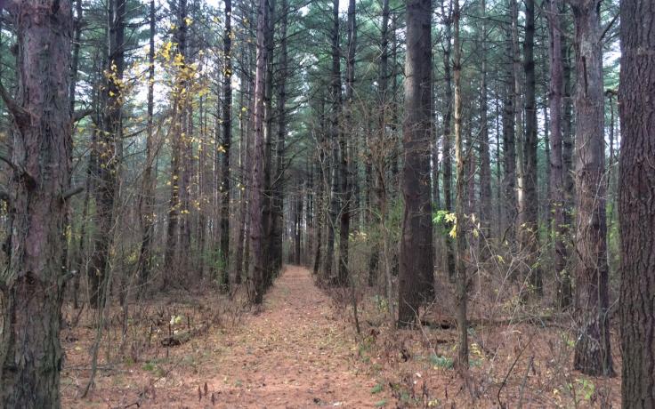 Pine stand at Trempealeau Lakes Nature Preserve