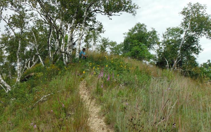 conserved prairie an Onalaska's Greens Coulee Park