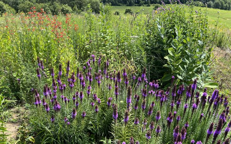 prairie plant nursery