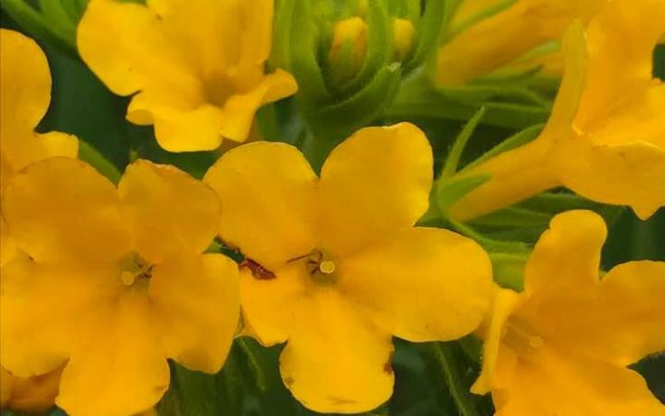 Hoary Puccoon