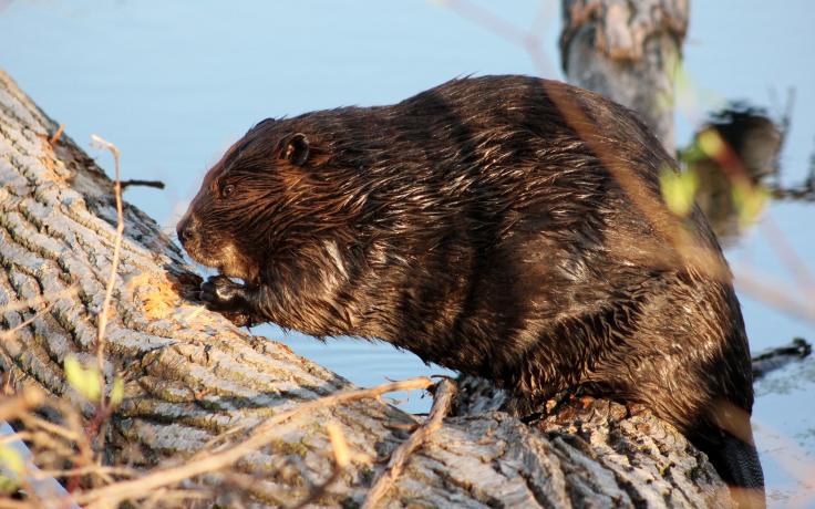 Beaver chewing on log by Amy Vach