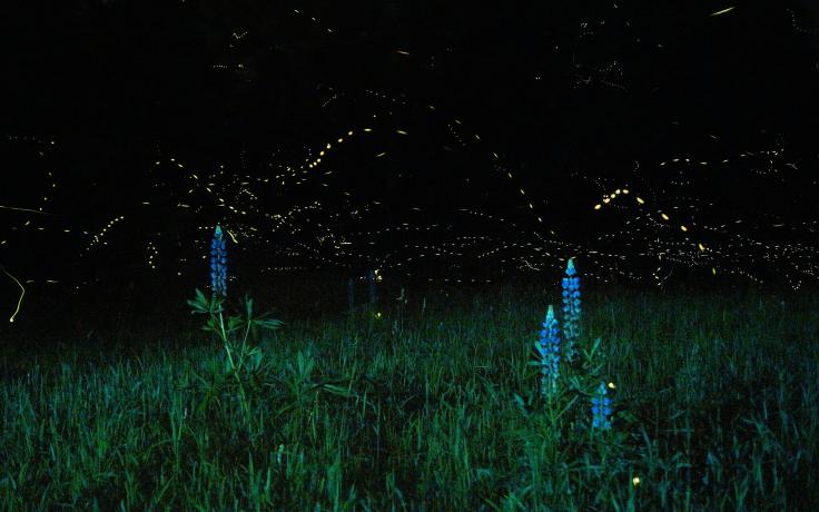 fireflies