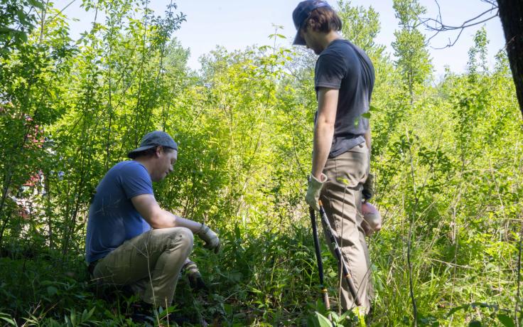invasives day